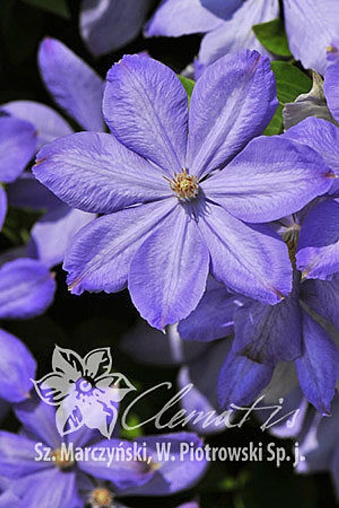 Клематис гибридный Миссис Чолмондели Закупка М33 апрель 2026 Клематис гибридный Миссис Чолмондели Закупка М33 апрель 2026