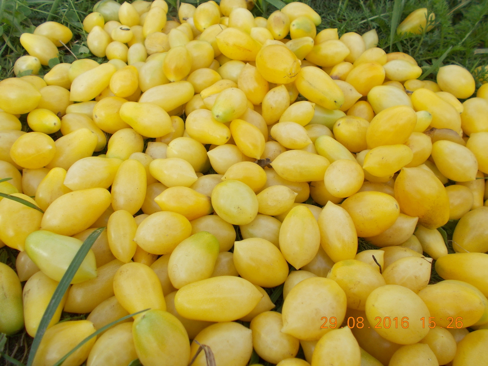 Помидоры Черри Сумасшедшие Ягоды - Bаrry’s Crazy Cherry Tomato