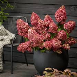 Гортензия метельчатая Меджикал Монте Верде(3/6 веток) Закупка М59 апрель 2026