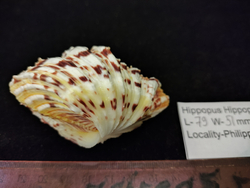 Хиппопус - хиппопус