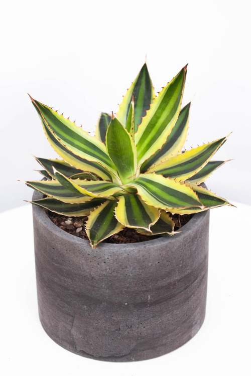 Агава Лофанта Квадриколор