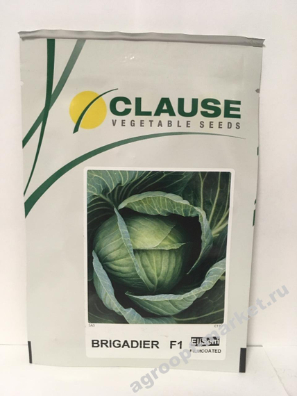 Бригадир F1 семена капусты белокочанной (Clause / Клос) – фото 2