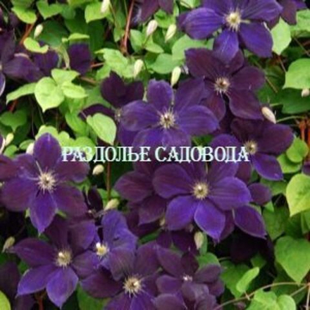 Клематис крупноцветковый Негритянка