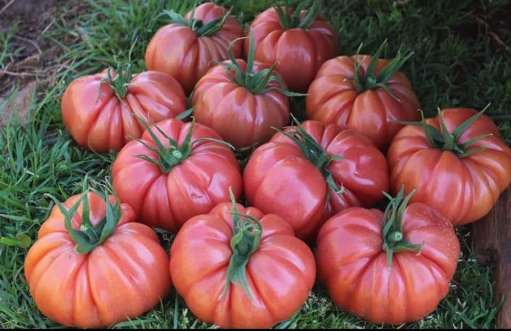 Пинк Кой F1 семена томата индетерминантного ( Yuksel Tohum / )