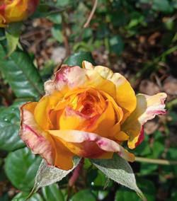 Роза Жорж Данжан Rosa Georges Denjean