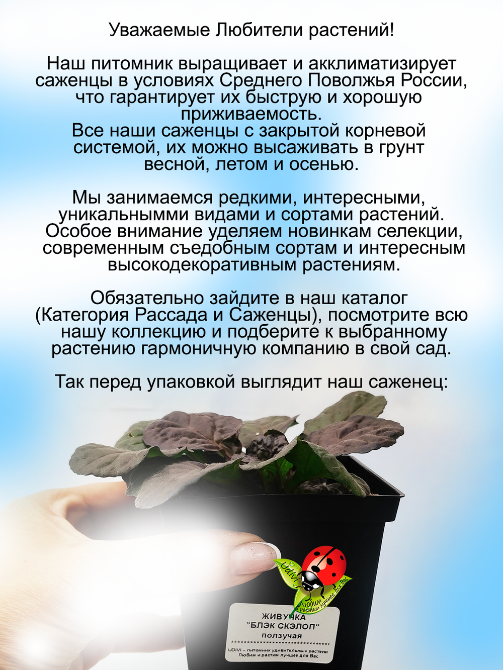 Живучка Блэк Скэллоп Черный гребешок аюга многолетник