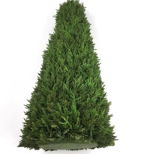 Туя конус, высота 50 см