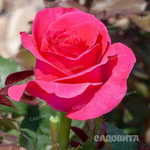 Роза чайно-гибридная Равель Садовита