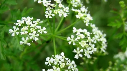 Болиголов крапчатый (трава)