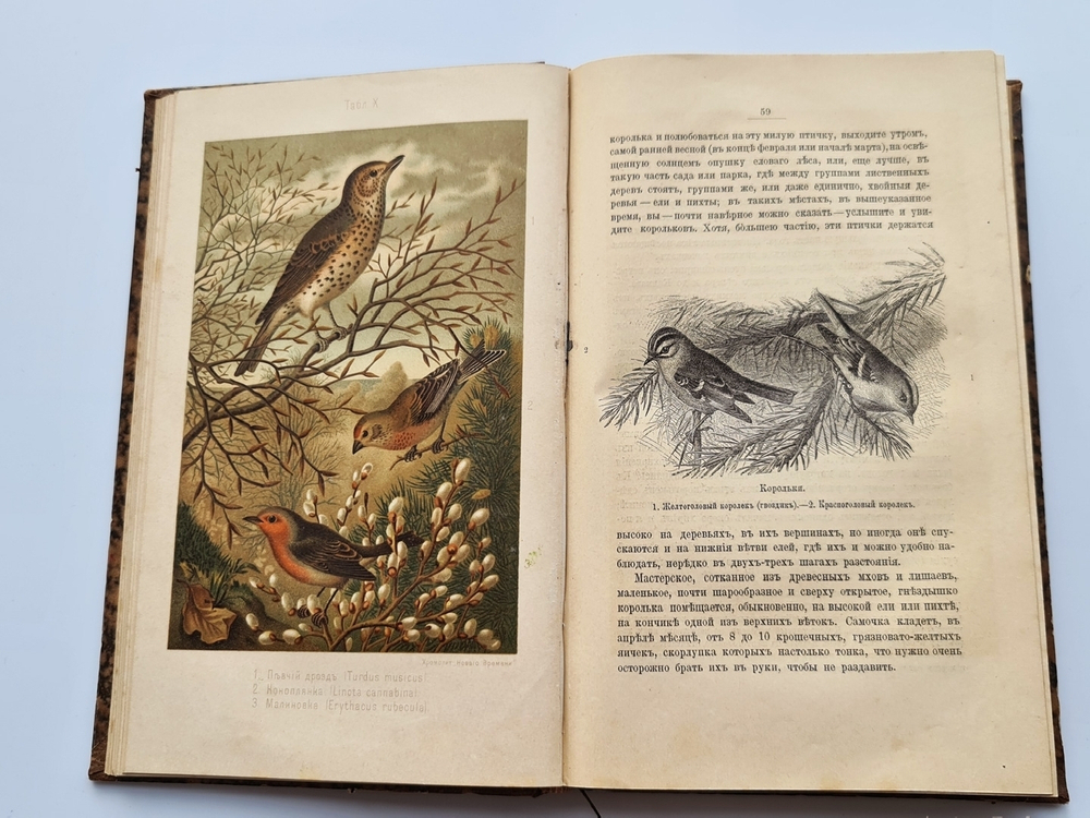 "Из царства пернатых.  Популярные очерки из мира русских птиц". Д.Н.Кайгородов. 1892г. - антикварная книга