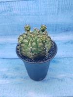 Gymnocalycium T-Rex Pink hybride (Гимнокалициум T-rex)