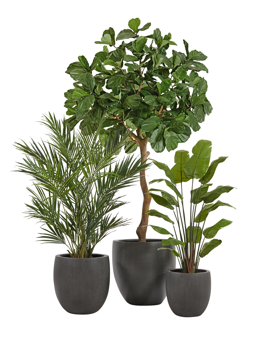 Композиция с Фикусом Лирата Гигант и Стрелицией в кашпо Treez Effectory Beton