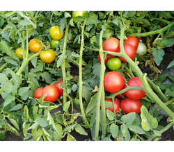 Томат Компанеро F1 (50шт) Витагрин Профи