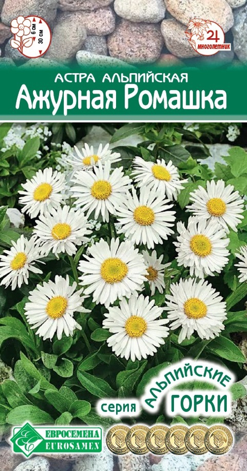 Астра альпийская Ажурная ромашка