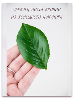 Лист аронии большой (черноплодная рябина)