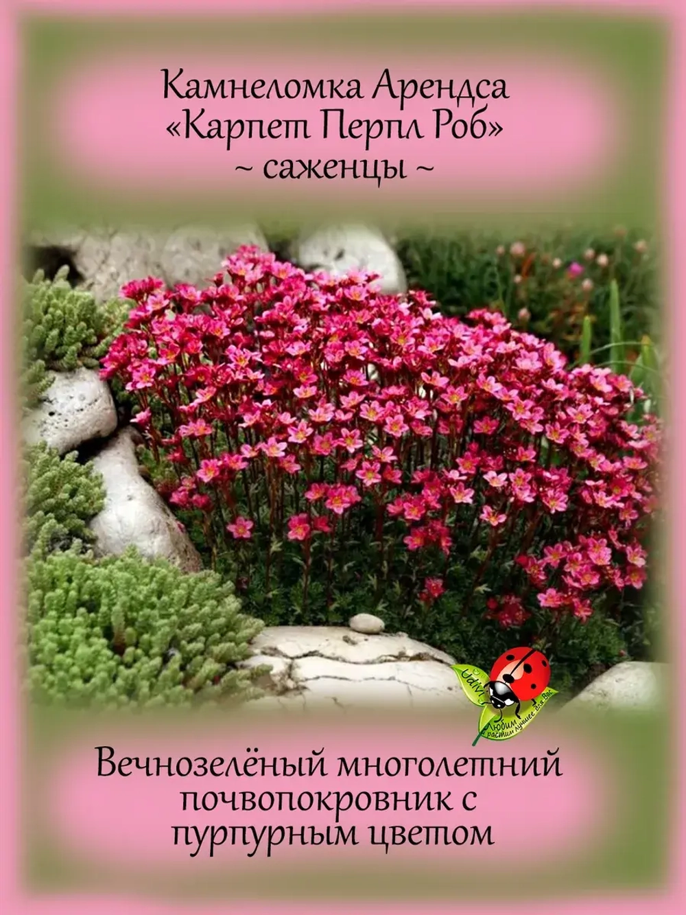 Камнеломка Арендса Карпет Перпл Роб