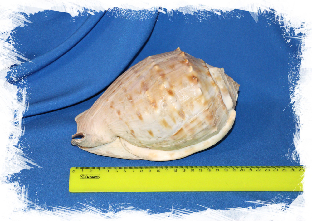 Кассис тесселлата (Cassis tessellata) 20см. 1шт.