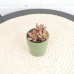 Граптоседум Бронз