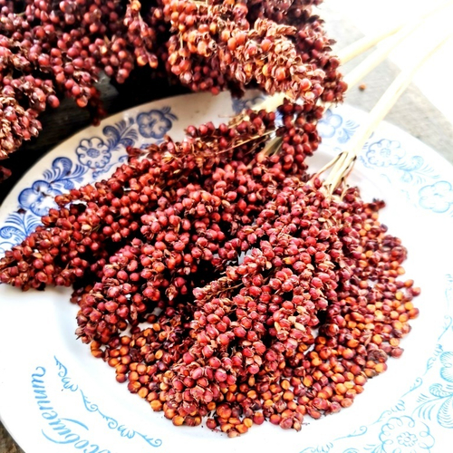 Ба-Е-Цы Северное Зерновое Сорго - Ba-Ye-Qi Sorghum