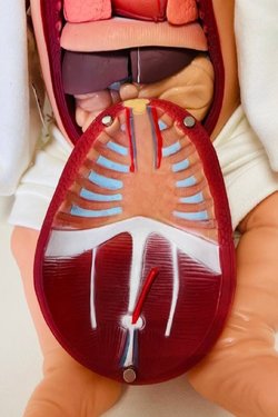 УЦЕНКА Кукла Baby Anathomic Nines 45см (N60409)