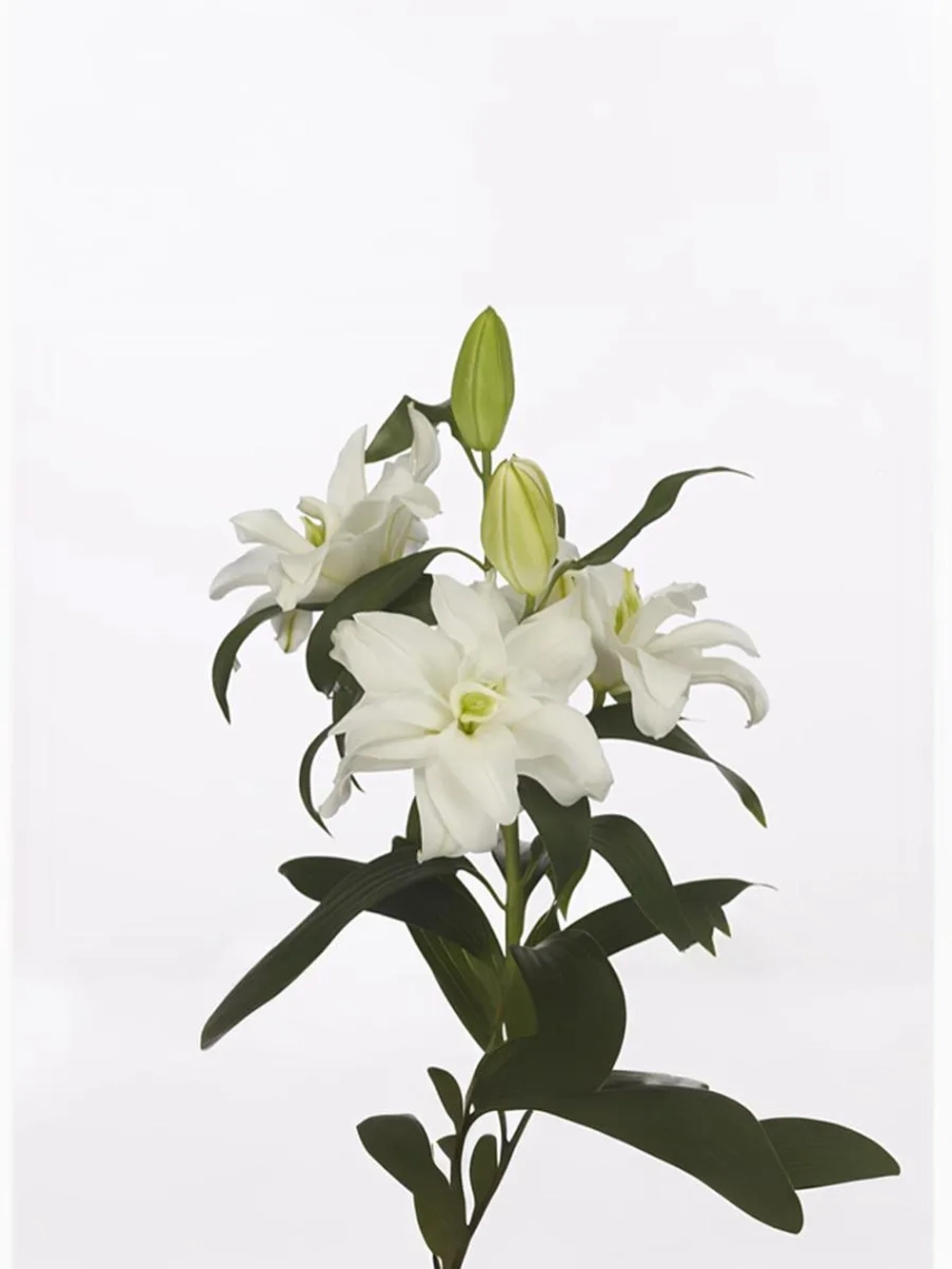 Лилия махровая Бонасера (восточный гибрид)