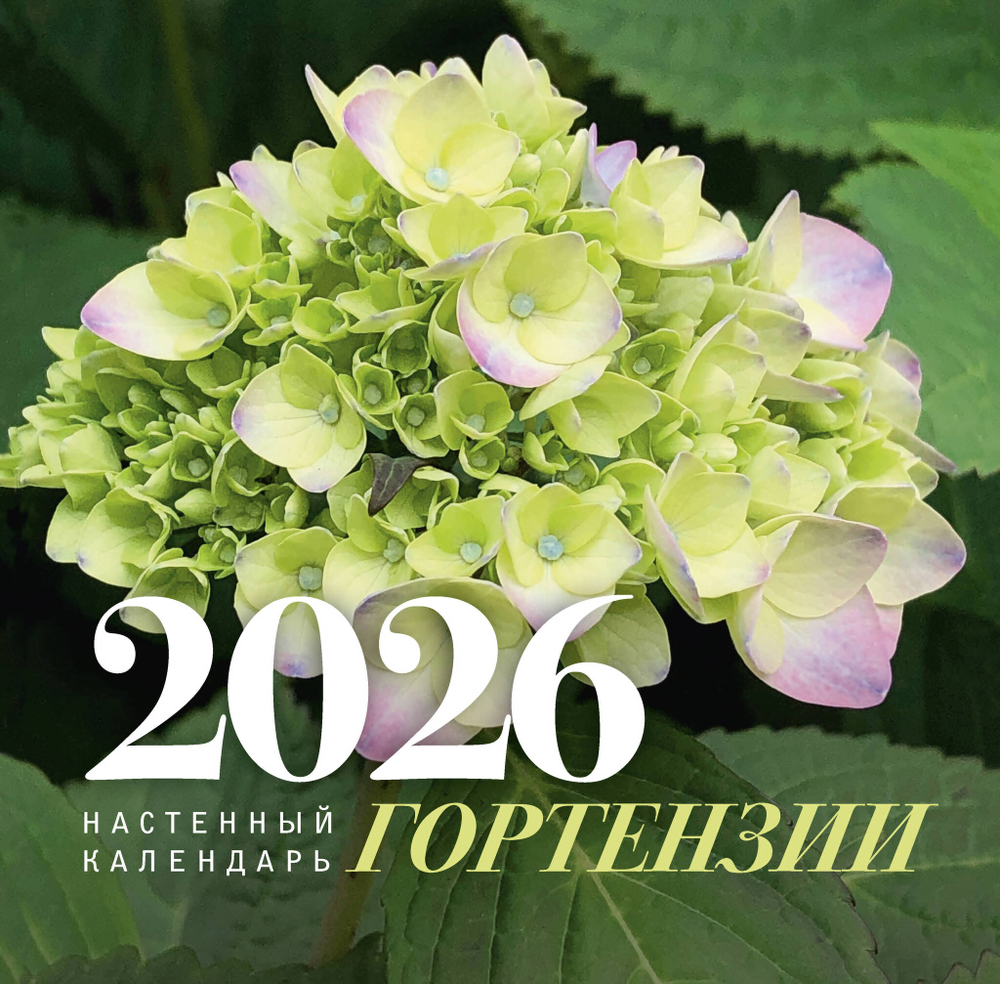 Гортензии. Настенный календарь на 2026 год