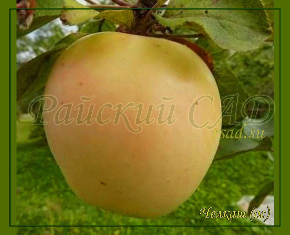 Яблоня Челкаш