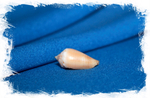 Conus magus carinatus
