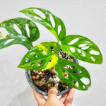 Монстера ADANSONII AUREA