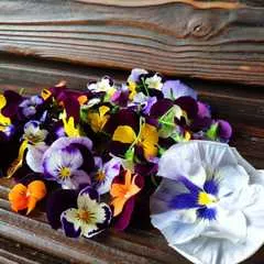 Виола (анютины глазки), цветы / 15 шт