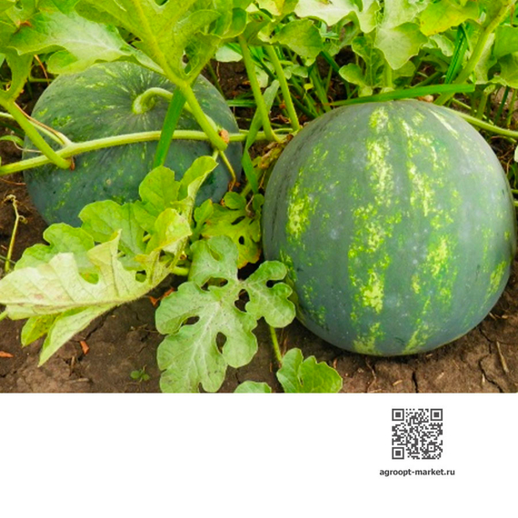 Минерва F1 семена арбуза (Takii / Таки) культура – фото 2
