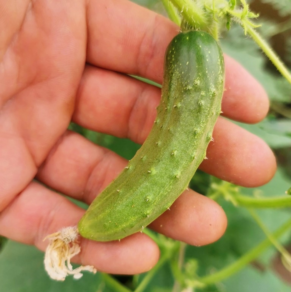 Огурцы Канадский Деликатес - Canadian Delicious Cucumber