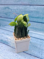 Rhipsalis Rauhiorum (Рипсалис)