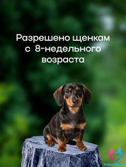 Рабектра 500 мг жевательная таблетка против блох и клещей для собак весом 10-20 кг, 1 таблетка