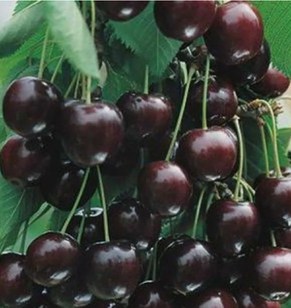 Плодовые деревья ЗКС конт 5-7,5л май