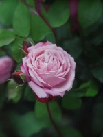 Роза шраб Дитэр Мюллер