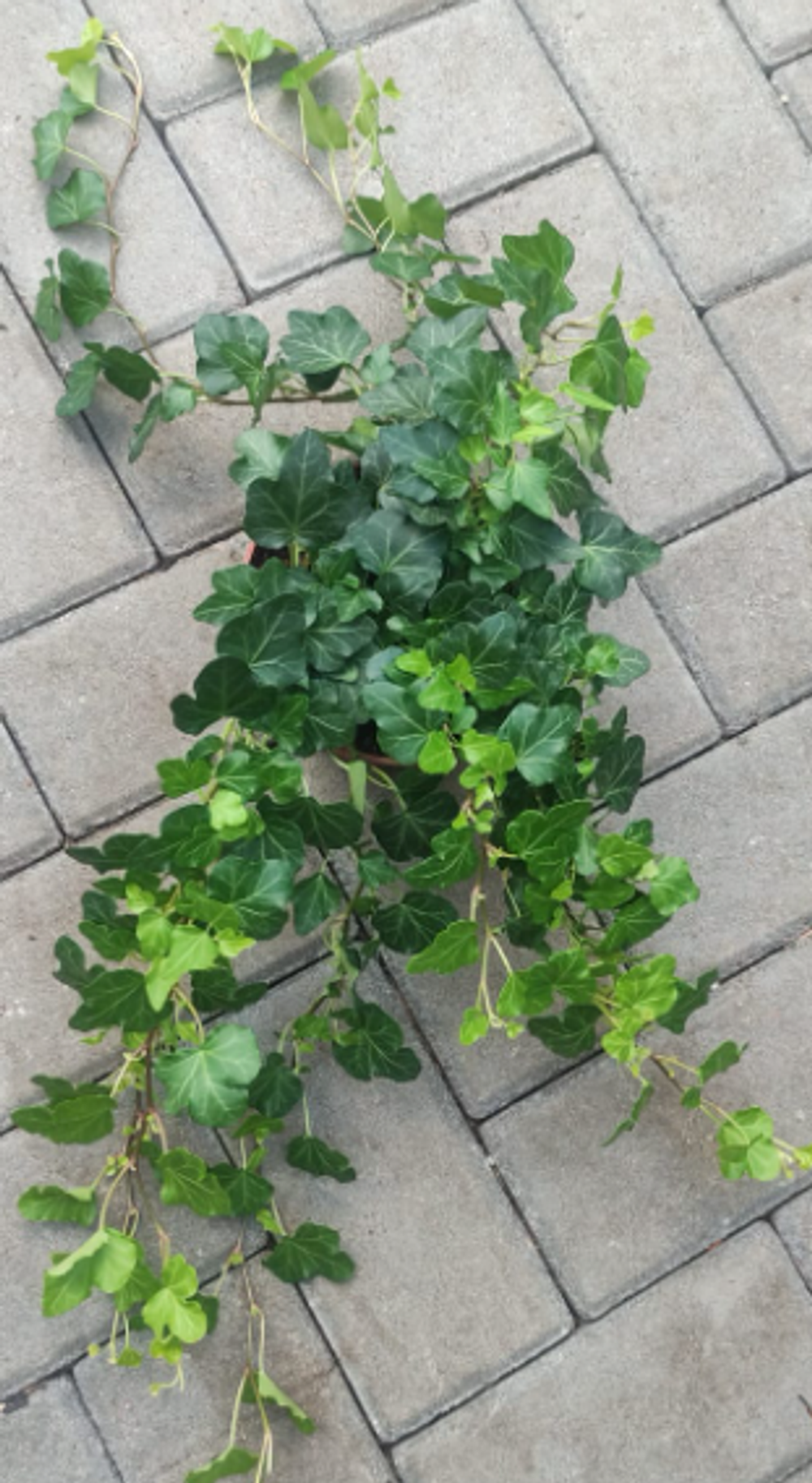 Хедера, диаметр 13-14 см