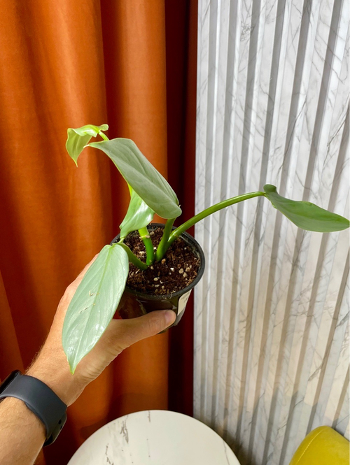 Филодендрон Сильвер, D9см Н15см, 1шт, Urban Jungle