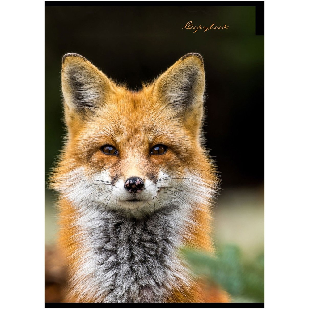 Тетрадь 80л., А4, клетка, Проф-Пресс "Пятнистый носик", скрепка, обл. мелован. бумага