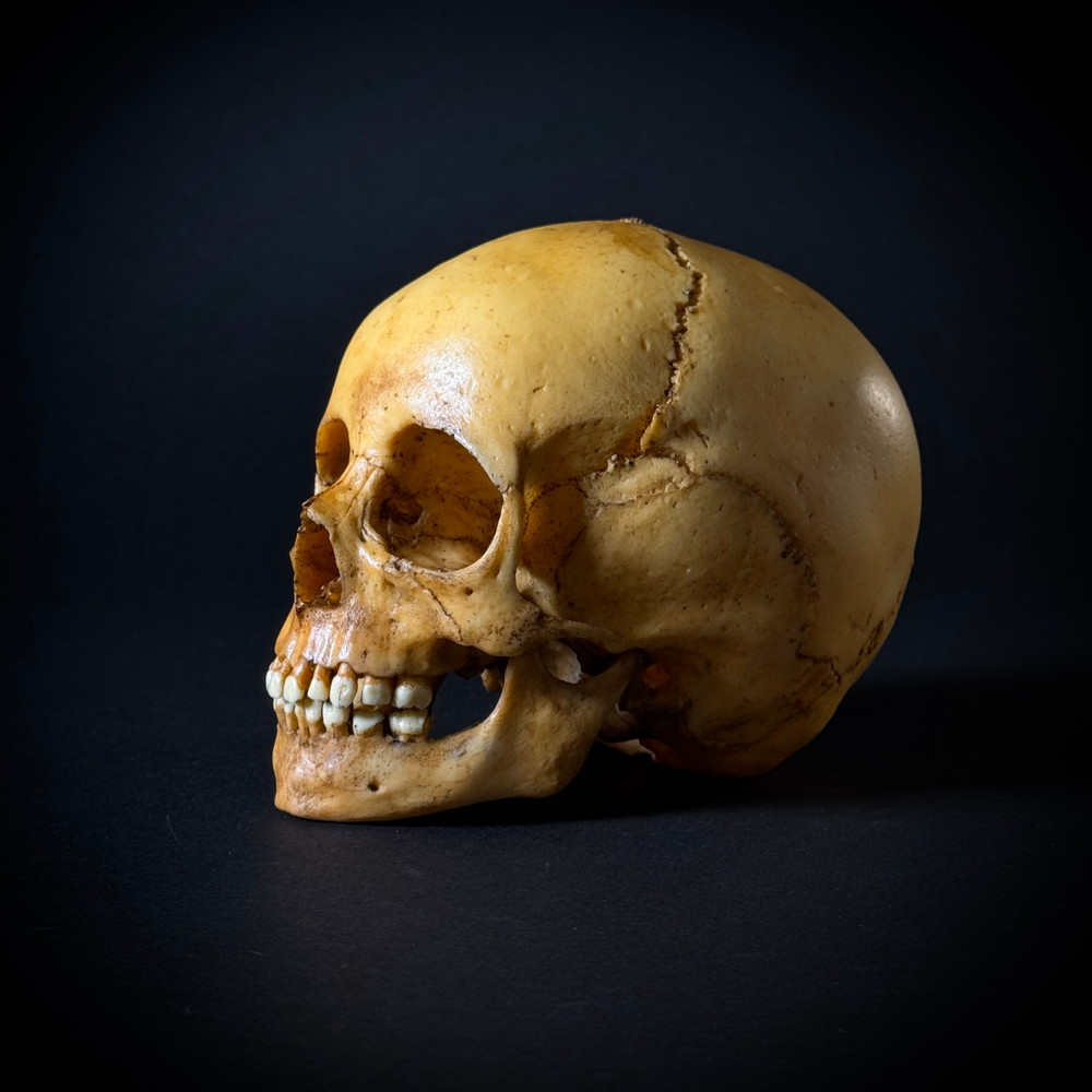 Череп человека ребёнок (анатомическая модель)