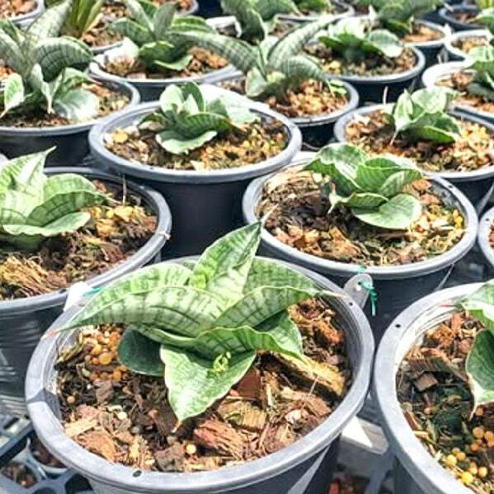 Сансевиерия LION HEART