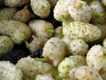 Шелковица белая (ОКС)