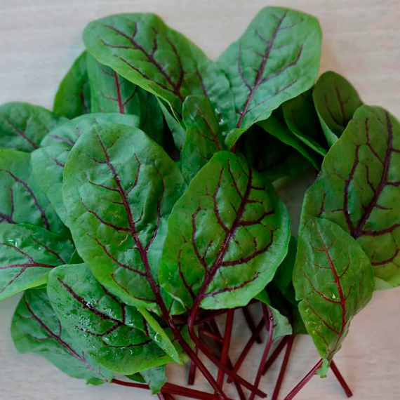 Хамелеон семена щавеля (Гавриш) оптом – фото 2