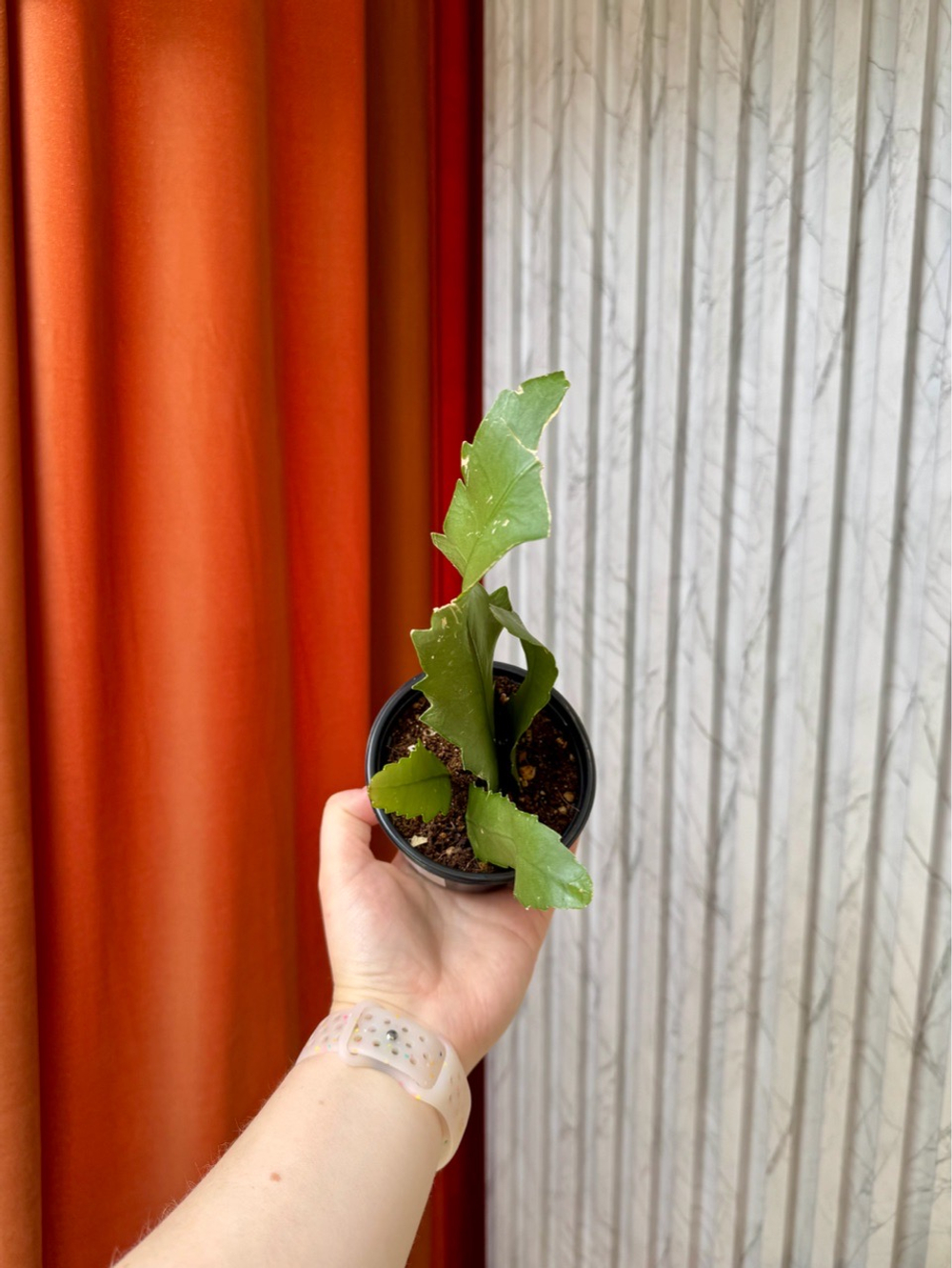 Рипсалис Хоулетианум, D9см Н20см, 1шт, Urban Jungle