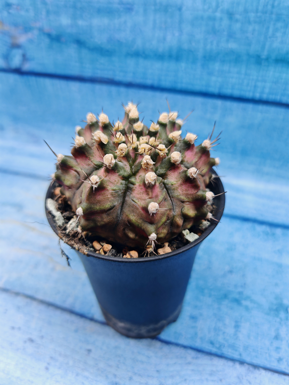 Gymnocalycium T-Rex Pink hybrid (Гимнокалициум)