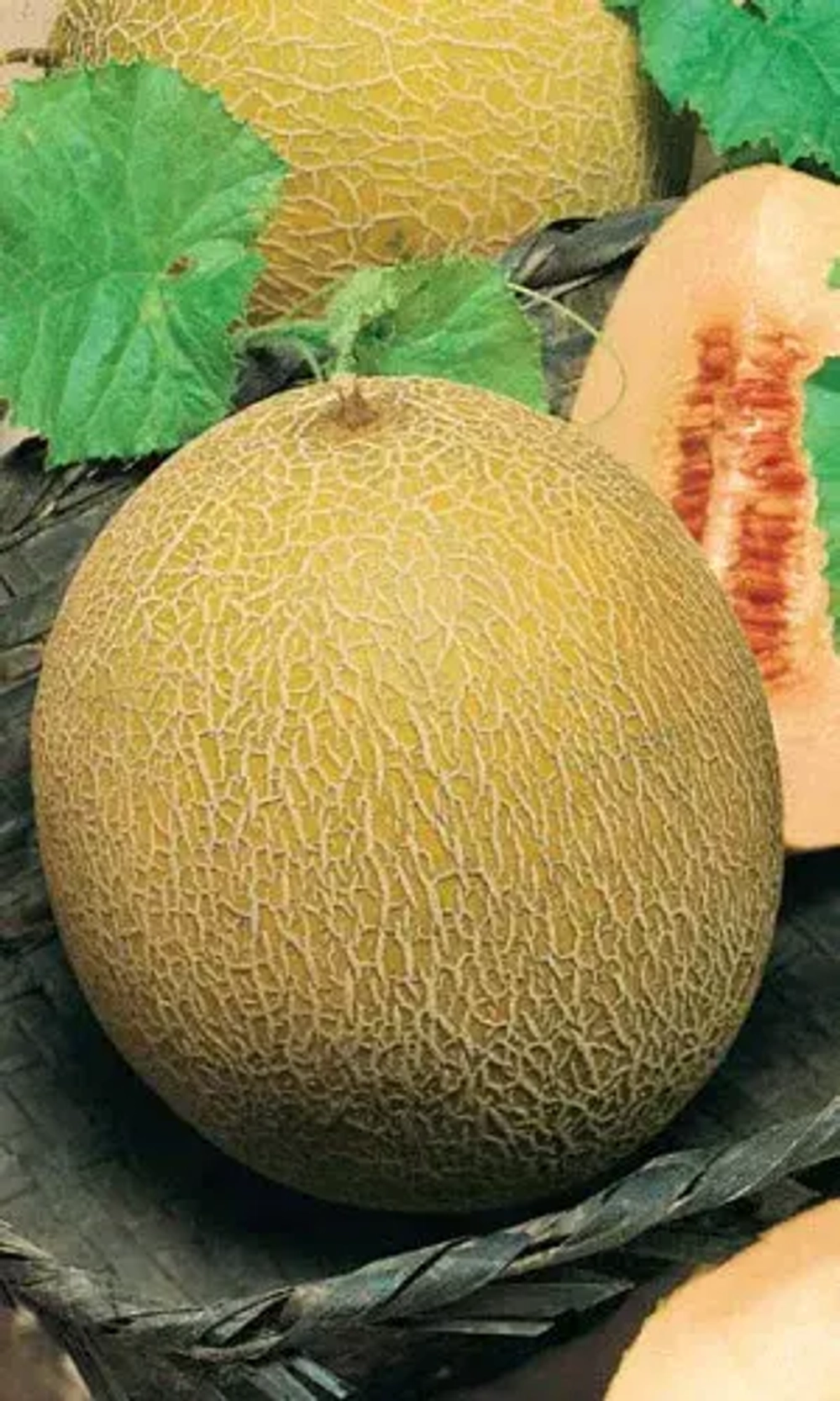 Дыня Медовый Спас 10шт УрДачник