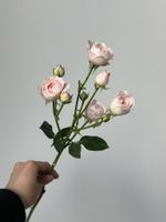 Кустовая роза в нежно-розовом оттенке