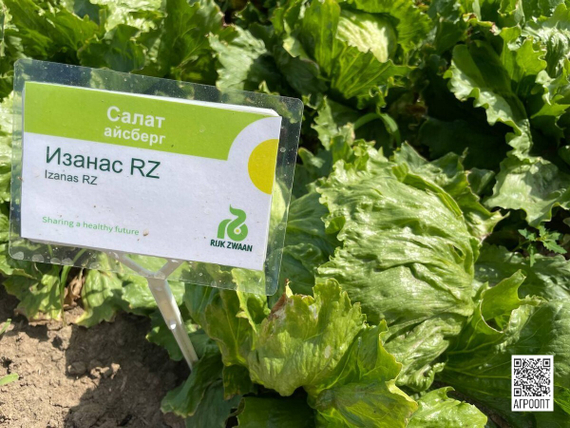 Изанас семена салата айсберг (Rijk Zwaan / ALEXAGRO) – фото 10