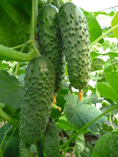 Огурец партенокарпический Артист F1