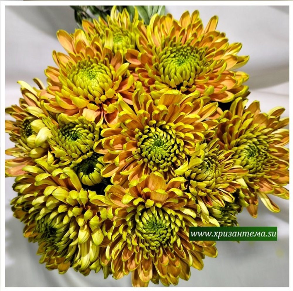 Хризантема крупноцветковая Rossano Elizabeth /О.101 /поставка весна 2026г/